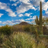 Desert Botanical Gardens